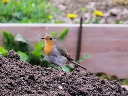Small cute bird in a garden