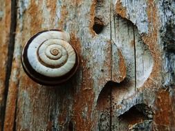 shell on an old wooden fence