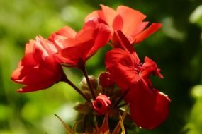 nice geranium flower
