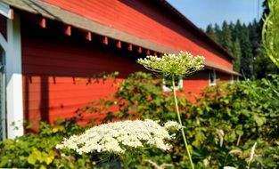 green plants near a building with red walls