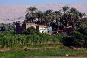 house among palm trees in egypt