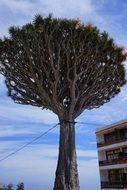 dragon tree with supports on the Canary Islands