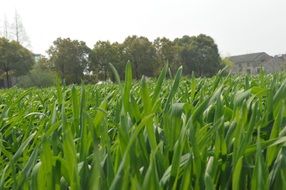 in wheat field