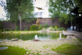 paper birds (origami) on the pond