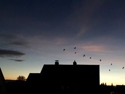 landscape of evening sky with birds on it