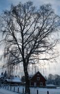 Landscape of tree in winter