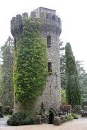 green plant on a stone tower in ireland