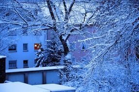 trees in the snow near the house