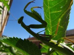 praying mantis on the green leaf close-up on blurred background