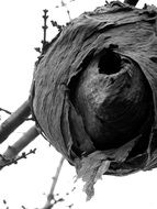 hornet's nest