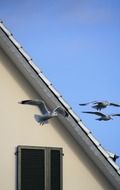 gulls fly away sloping roof