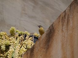 yellow bird in wild life