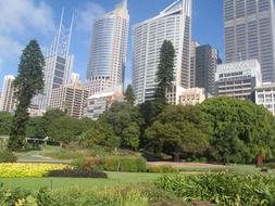 Sydney park on a background of buildings