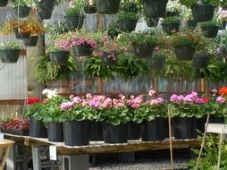 plants in a flower shop