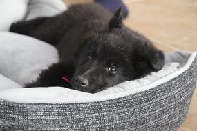 cute belgian shepherd dog close-up