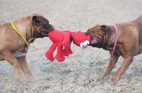 bordeaux mastiff cute dogs playing