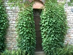 door with ivy trellis