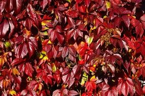 Red leaves on the autumn tree