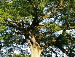 big tree with green leaves