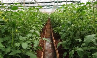 Green tomato plants in the greenhouse