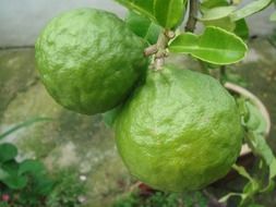 green fresh lime fruit