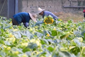 Chinese people working in sunflower field