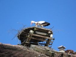 white stork in nest