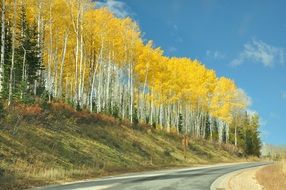 yellow birch along the road