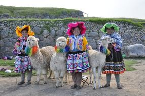 llama Alpaca and Andean women