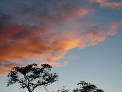 orange clouds in the sky above a tree at sunset