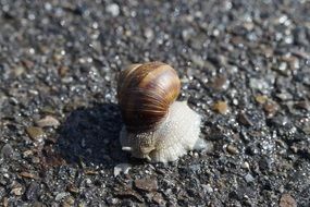 snail slowply crawling on asphalt