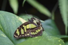 Malachite butterfly on a green leaf