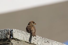 sparrow on a stone parapet