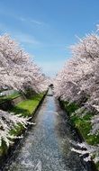 cherry blossoms by the channel in Japan