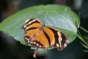 tropical butterfly on a green leaf