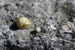 snails are crawling on the stone