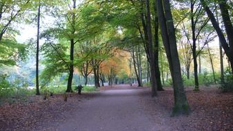 Landscape of autumnal park, germany, hamburg