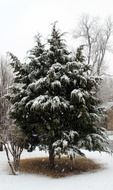 snow on cedar in Oklahoma