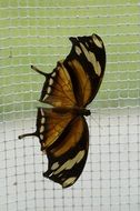 Tropical butterfly on a lattice