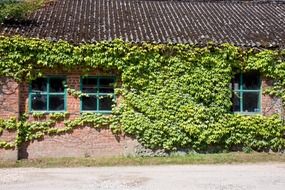 green plant on a brick building