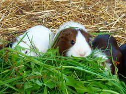 guinea pigs on hay