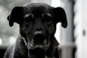 picture of a dog, black and white