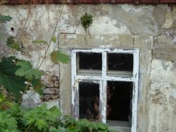 window of an old house twined with green plant