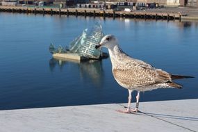 seagull near opera building in Oslo, Norway