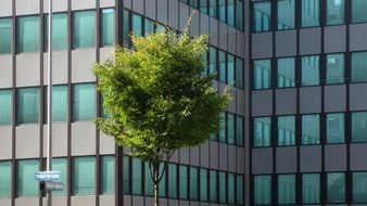 photo of green tree among modern urban architecture