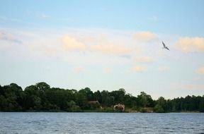 seagull flies over a green island