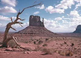 Dead tree in monument valley in Arizona