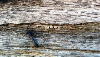 Close up photo of the old nail in a wood