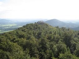 green trees on a hill in hochwald