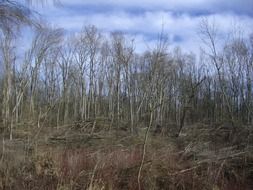 riparian zone